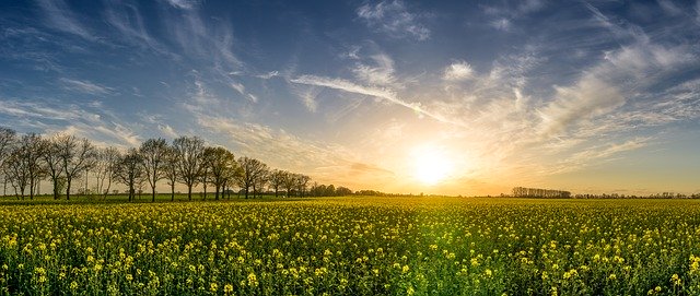 Insektycydy w zbożach – dlaczego termin zabiegu ma kluczowe znaczenie?